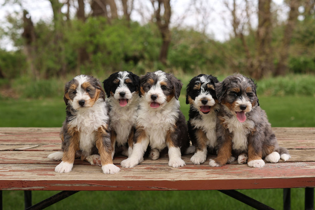 F1 Mini Bernedoodles